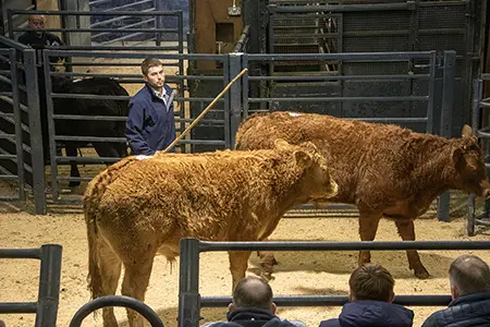 Auction mart